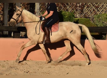 Lusitano, Klacz, 9 lat, 151 cm, Izabelowata