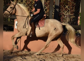 Lusitano, Klacz, 9 lat, 151 cm, Izabelowata