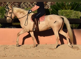 Lusitano, Klacz, 9 lat, 151 cm, Izabelowata