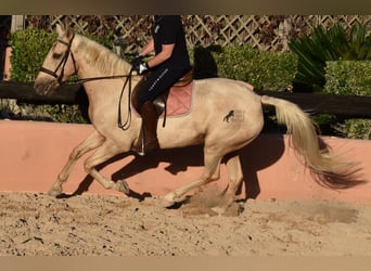 Lusitano, Klacz, 9 lat, 151 cm, Izabelowata