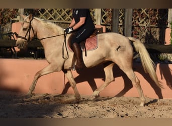 Lusitano, Klacz, 9 lat, 151 cm, Izabelowata