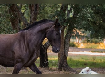 Lusitano, Klacz, 9 lat, 157 cm, Ciemnogniada