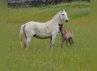 Lusitano, Klacz, 9 lat, 162 cm, Siwa