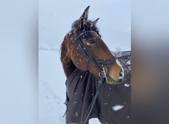 Lusitano, Klacz, 9 lat, 164 cm, Gniada