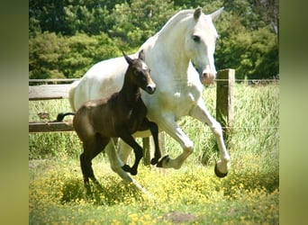 Lusitano, Klacz, Źrebak (05/2026), 160 cm, Siwa