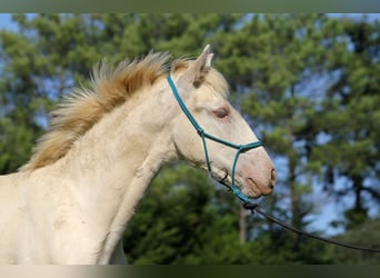 Lusitano, Klacz, Źrebak (05/2025), 162 cm, Perłowa