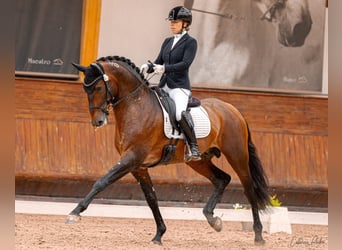 Lusitano, Klacz, Źrebak (04/2026), 165 cm, Gniada