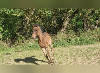 Lusitano, Klacz, Źrebak (02/2026), 168 cm, Ciemnogniada