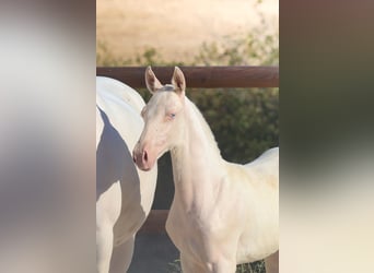 Lusitano, Klacz, Źrebak (04/2026), Cremello