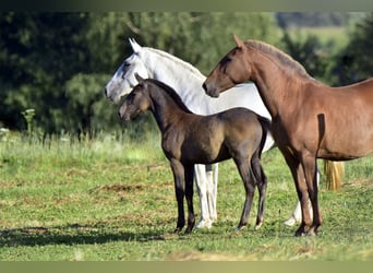 Lusitano, Klacz, Źrebak (01/2024), Może być siwy