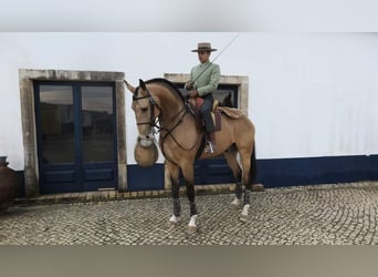 Lusitano, Klacz, Źrebak (01/2024), Może być siwy