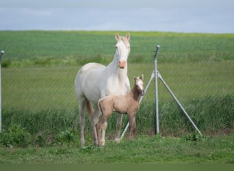 Lusitano, Mare, 10 years, 15,2 hh, Perlino