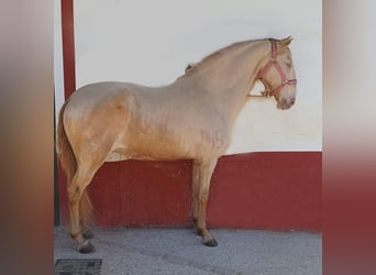 Lusitano Mix, Mare, 10 years, Champagne