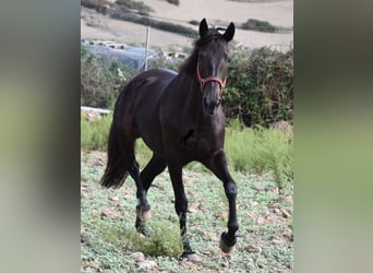 Lusitano, Mare, 11 years, 15.1 hh, Bay-Dark