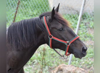 Lusitano, Mare, 11 years, 15.1 hh, Bay-Dark