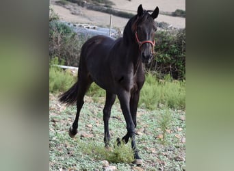 Lusitano, Mare, 11 years, 15.1 hh, Bay-Dark
