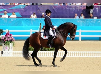 Lusitano, Mare, 11 years, 15.2 hh, Gray-Fleabitten