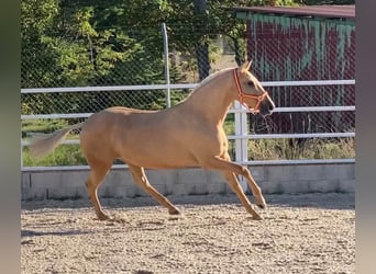 Lusitano, Mare, 11 years, 15 hh, Palomino