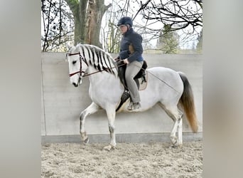 Lusitano, Mare, 11 years, 15,2 hh, Grey