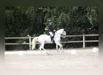 Lusitano, Mare, 11 years, 15,2 hh, White