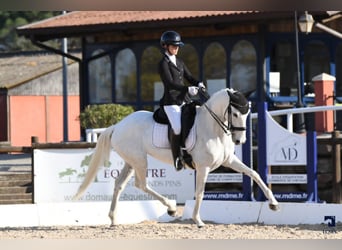 Lusitano, Mare, 11 years, 15,2 hh, White