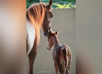 Lusitanos, Stute, 12 Jahre, 15,1 hh, Pearl