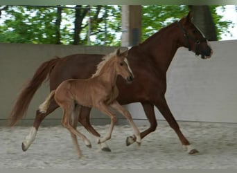 Lusitanos, Stute, 12 Jahre, 15,1 hh, Pearl