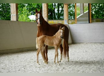 Lusitanos, Stute, 12 Jahre, 15,1 hh, Pearl