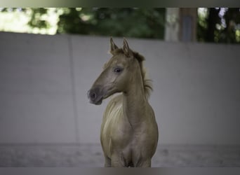 Lusitanos, Stute, 12 Jahre, 15,1 hh, Pearl