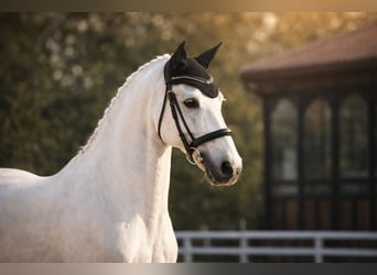 Lusitano, Mare, 12 years, 15.2 hh, White