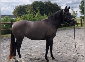 Lusitano, Mare, 12 years, 15 hh, Smoky-Black