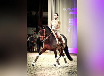 Lusitano, Mare, 12 years, 15,2 hh, Bay-Dark