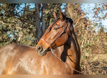 Lusitano, Mare, 12 years, 15,2 hh, Bay-Dark