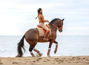 Lusitano, Mare, 12 years, 15,2 hh, Bay-Dark