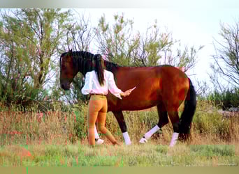 Lusitano, Mare, 12 years, 15,2 hh, Bay-Dark