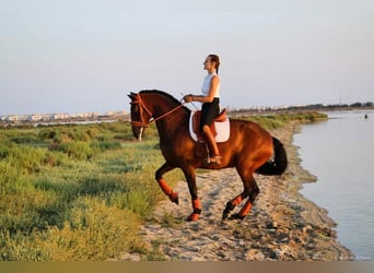 Lusitano, Mare, 12 years, 15,2 hh, Bay-Dark