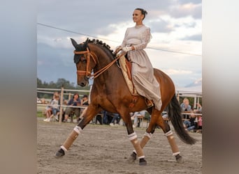 Lusitano, Mare, 12 years, 15,2 hh, Bay-Dark