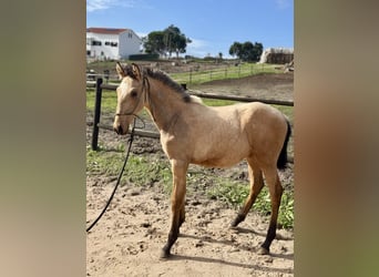 Lusitano, Mare, 12 years, 16,1 hh, Brown