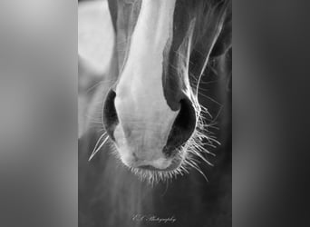 Lusitano, Mare, 13 years, 15,1 hh, Pearl