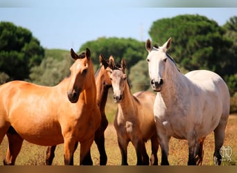 Lusitano, Mare, 13 years, 15,1 hh, Dun