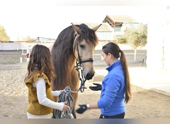 Lusitano Mix, Mare, 13 years, 16 hh, Dun