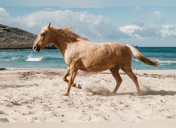Lusitano, Mare, 14 years, 15,2 hh, Palomino