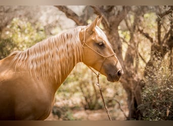 Lusitano, Mare, 14 years, 15,2 hh, Palomino