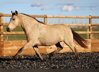 Lusitano, Mare, 15 years, 15.1 hh, Buckskin