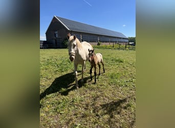 Lusitano, Mare, 15 years, 15.2 hh, Cremello