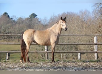 Lusitano, Mare, 15 years, 15,1 hh, Buckskin