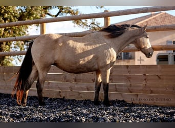 Lusitano, Mare, 15 years, 15,1 hh, Buckskin