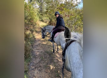 Lusitano, Mare, 15 years, 16 hh, Grey