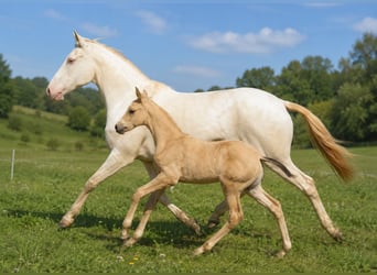 Lusitano, Mare, 15 years, 16 hh, Perlino