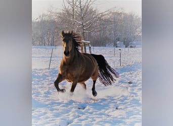 Lusitano, Mare, 16 years, 14,3 hh, Buckskin